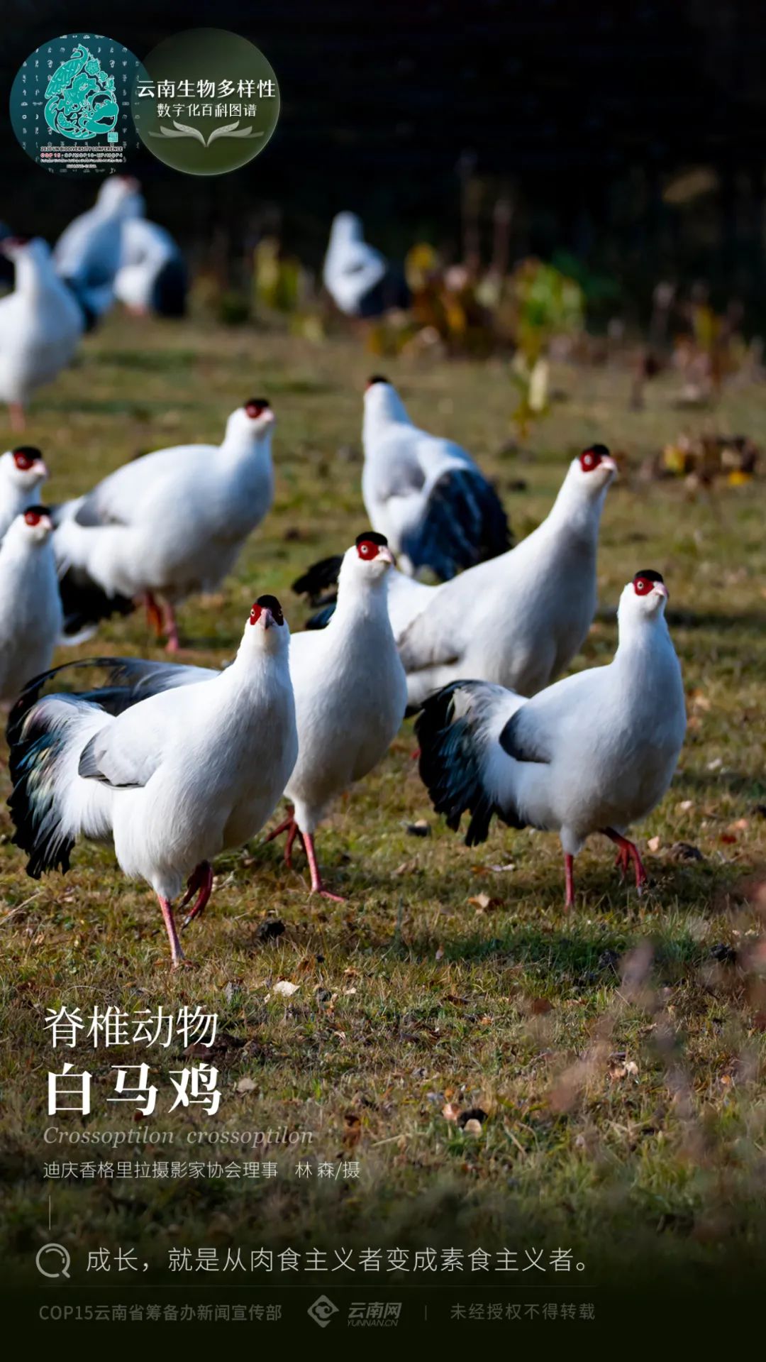 【云南生物多样性数字化百科图谱】脊椎动物·白马鸡:成长,就是从肉食