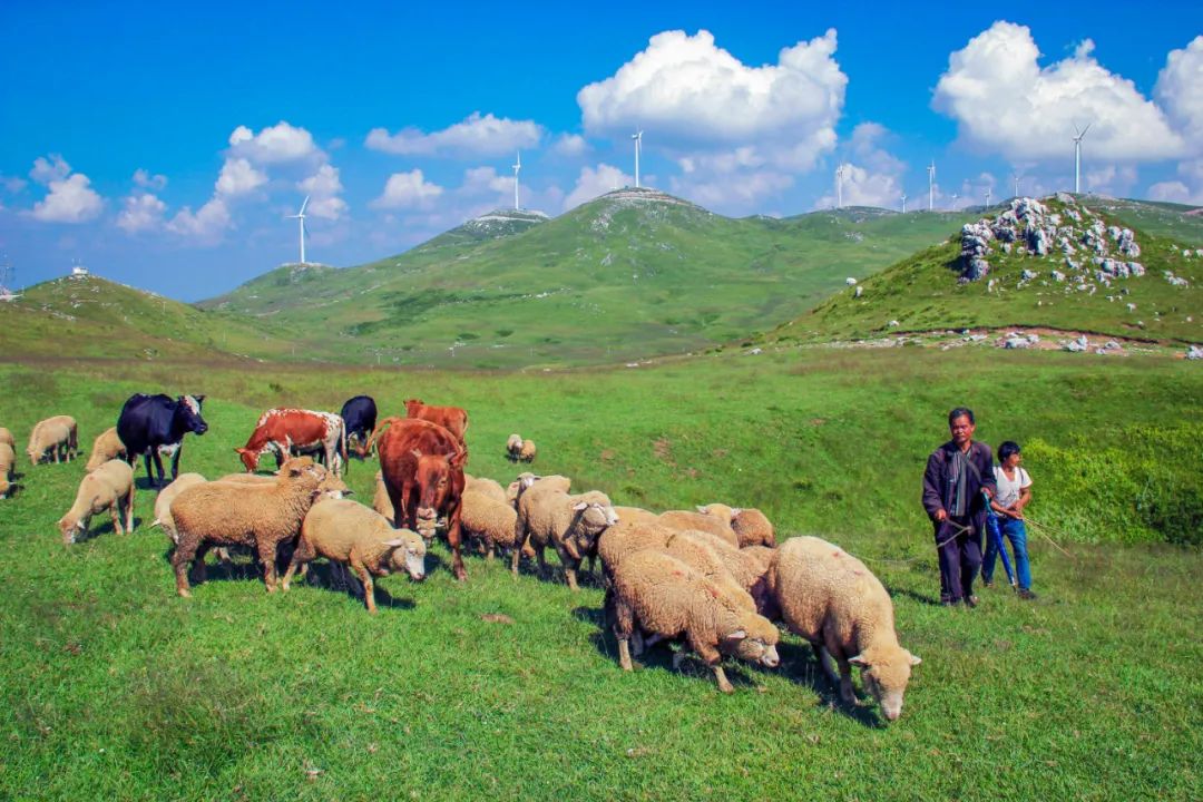 威宁"畜牧之乡,82万只牛羊满山岗!