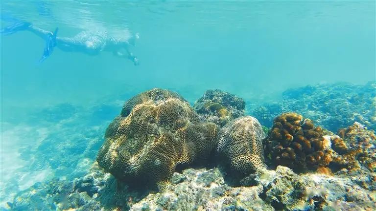 环海南岛珊瑚礁海底森林多斑斓