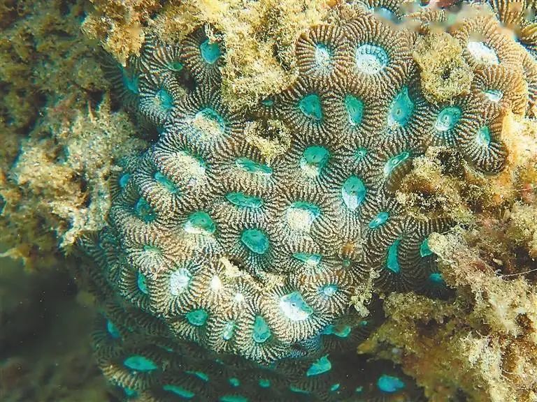 环海南岛珊瑚礁海底森林多斑斓