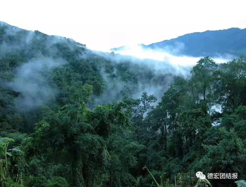 中国犀鸟谷雨林 朱边勇 /摄 大象可以到盈江 铜壁关自然保护区 "参观"