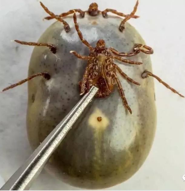 硬蜱的成蜱体型大小在吸血前后差异很大,未吸血个体一般呈椭圆形或卵