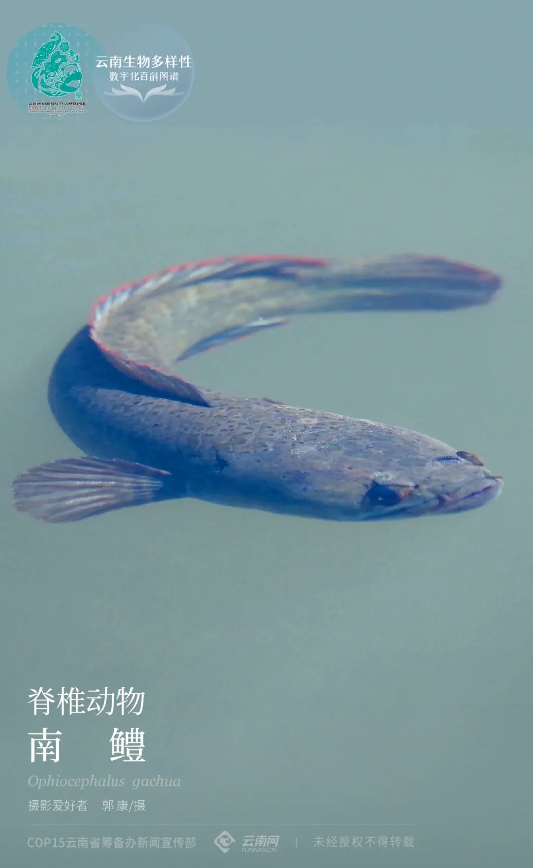 【云南生物多样性数字化百科图谱】脊椎动物·南鳢:这个"杀手"有点冷