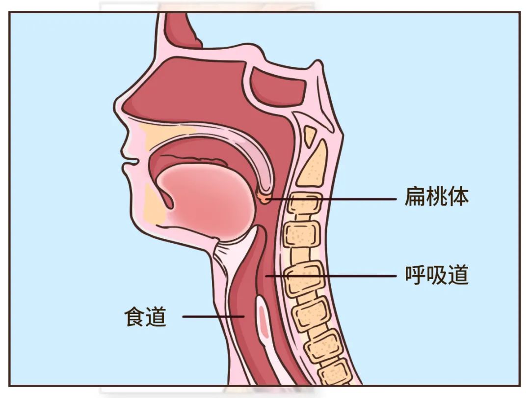 是食道和呼吸道的共同关口咽喉扁桃体并非一无是处然而,事实是—就