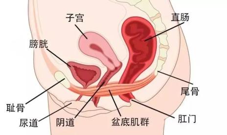 漏尿子宫脱垂这些难言之隐如何应对