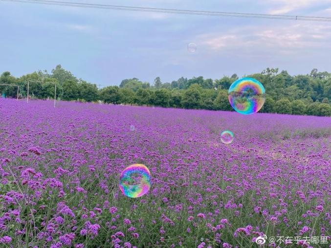 太美了成都这几处紫色花海堪比普罗旺斯