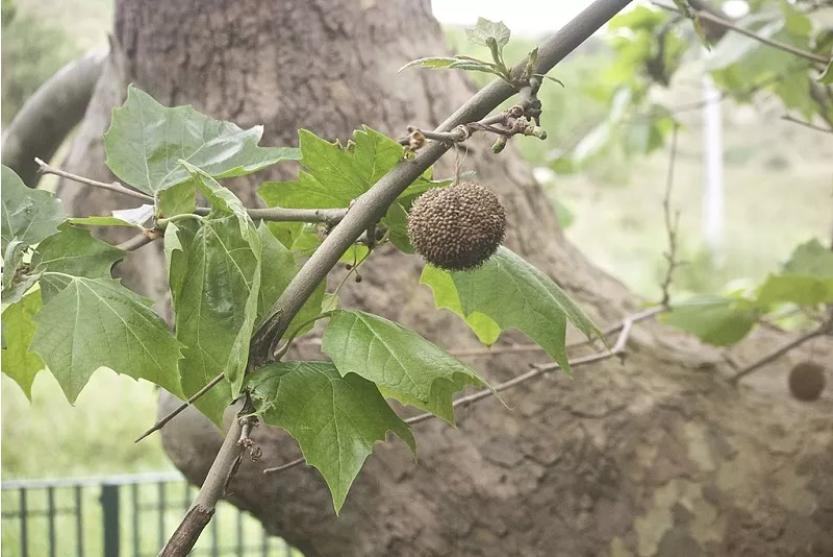 一球悬铃木的果球,单独一颗,偶尔也有两颗长在一起的 colsu