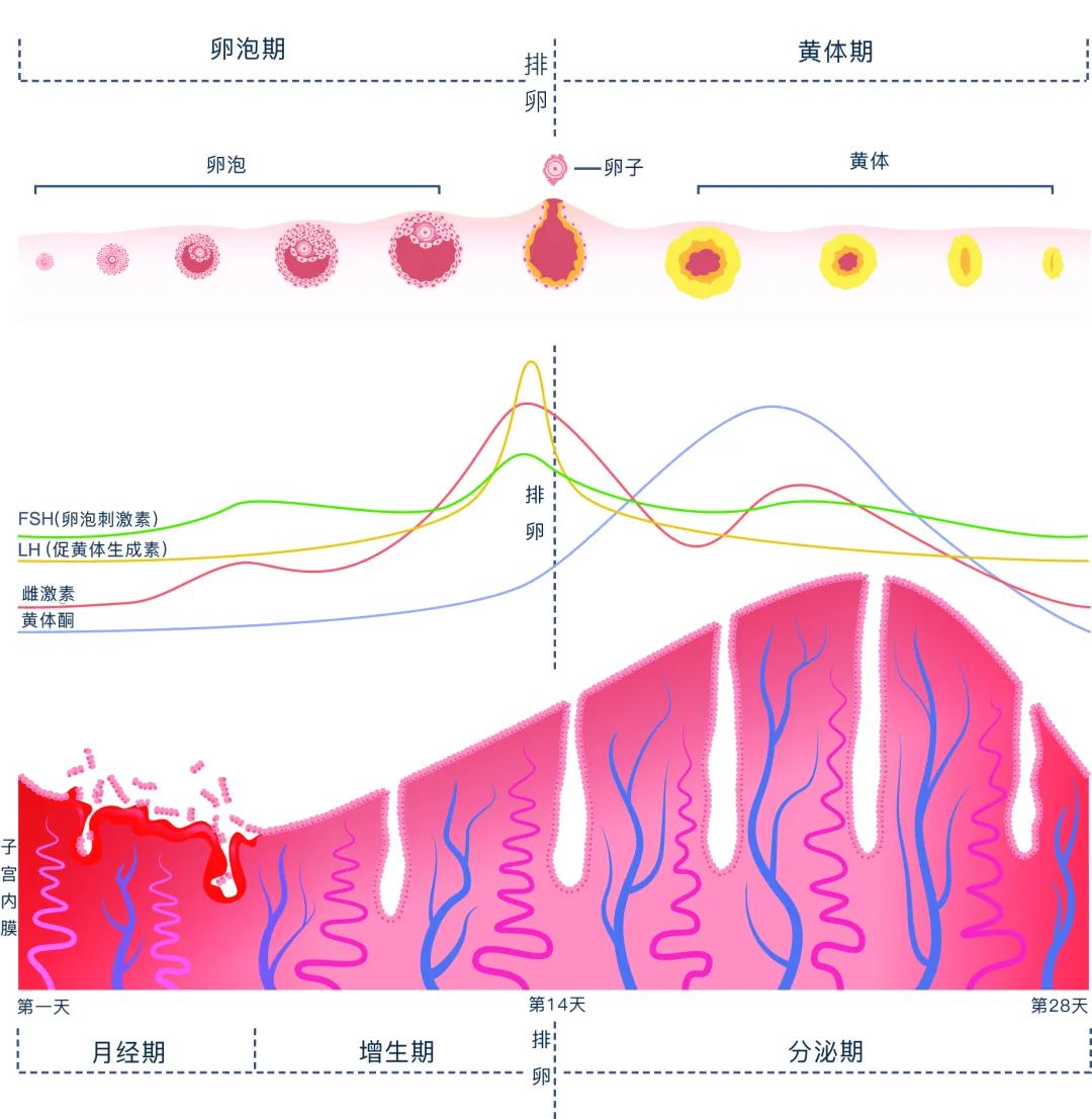 月经变少是不是卵巢早衰