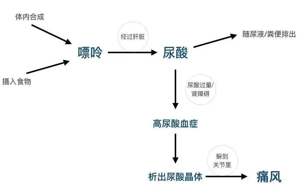 虽然痛风的病因和发病机制尚不清楚,但比较确定的是痛风与高尿酸血症