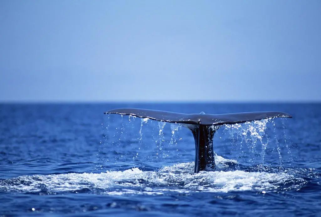 世界海洋日丨保护海洋生物多样性人与自然和谐共生