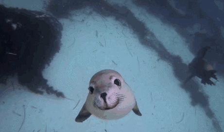 世界海洋日丨保护海洋生物多样性 人与自然和谐共生