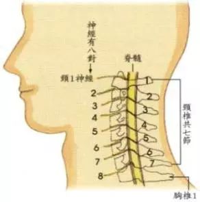 肩颈痛别忽视可能隐藏着大问题