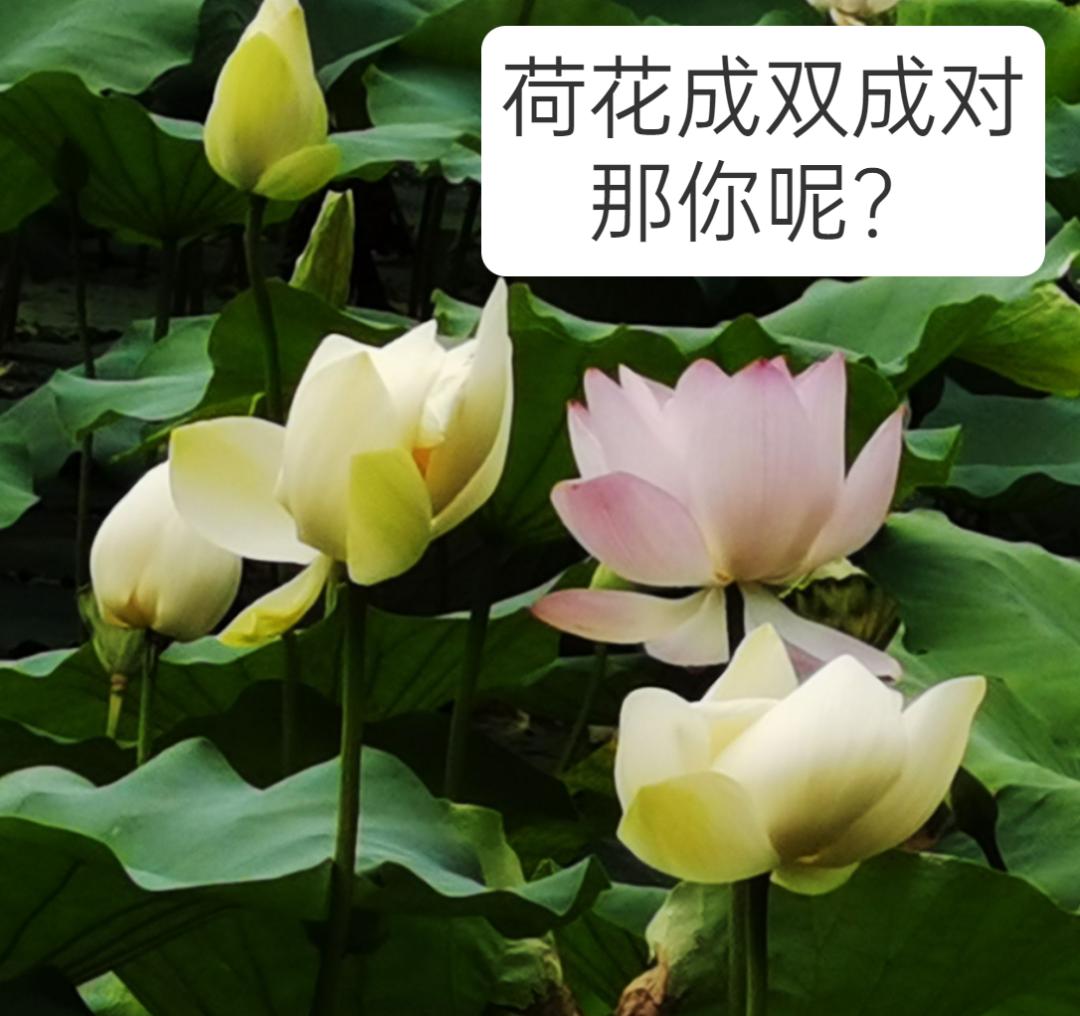 好运莲莲深圳人你的专属夏日表情包来了