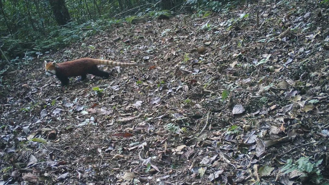 cop15野生二师兄高黎贡山撒欢还带着3头幼崽