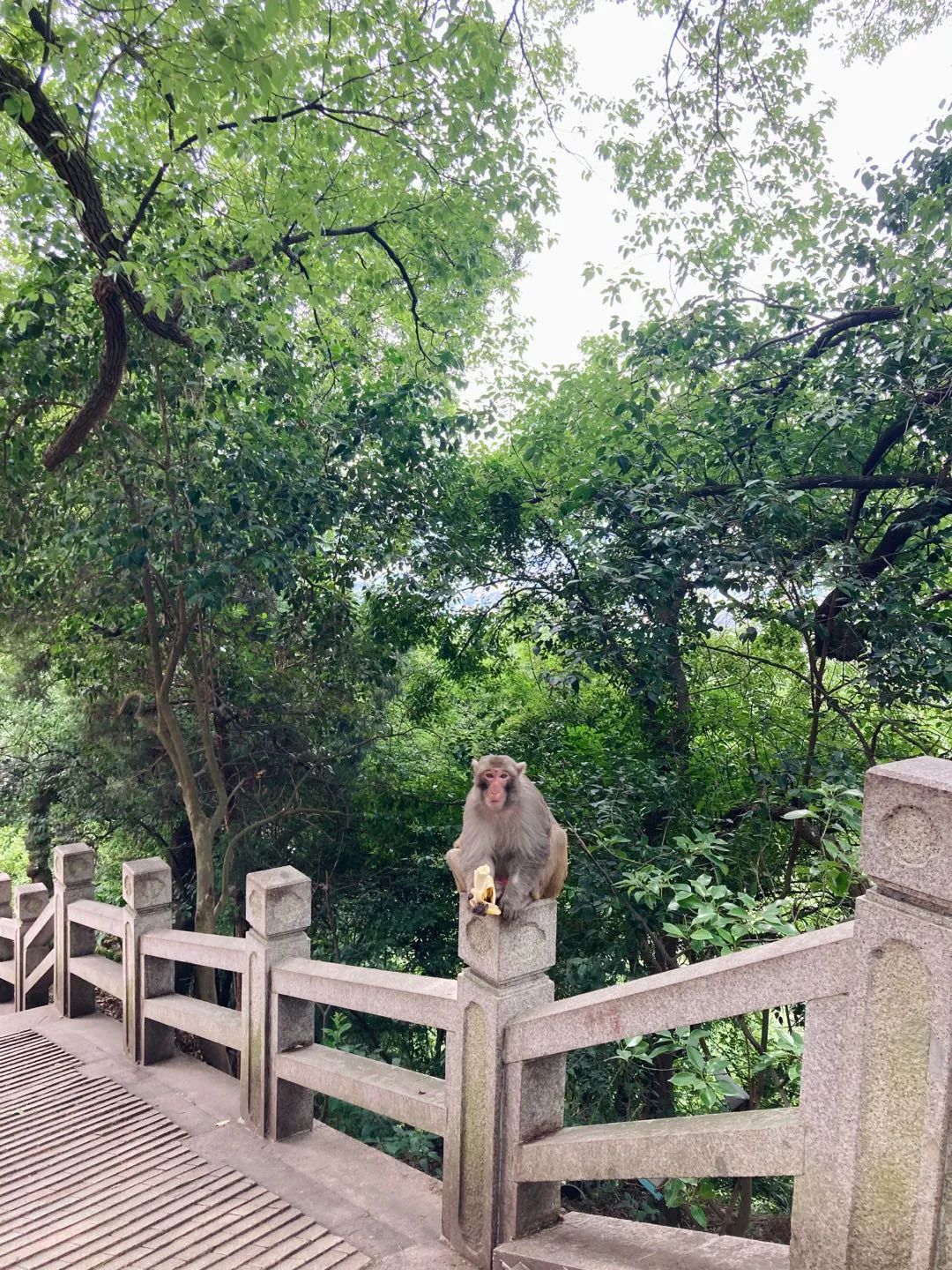 但是也过得非常充实,爬山,观寺,烧香拜佛,喂了野猴,鸟瞰了苏州市,还逛