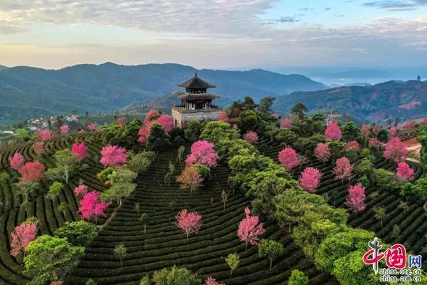 普洱发布 中华普洱茶博览苑景区坐落在地势雄奇,环境优美的营盘山上