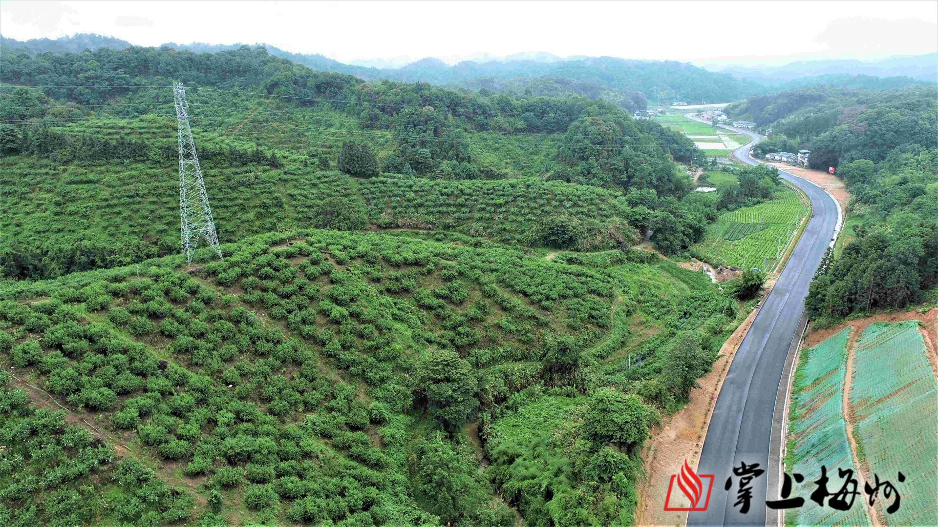 八尺镇鹰嘴桃基地.