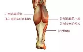 小蛮腰,纤细的小腿也是小仙女所求,但是小腿肌肉过于发达确实成为一大