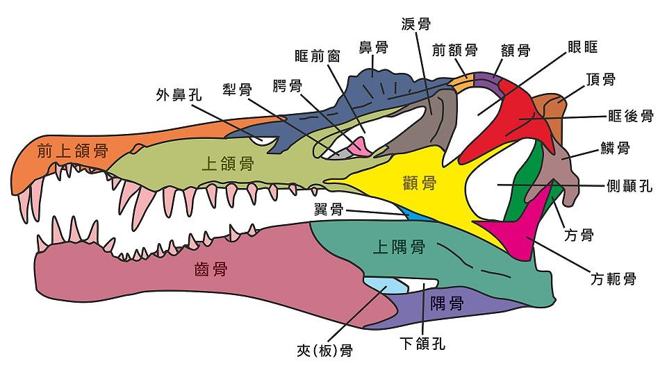 先说说下颌,我们哺乳动物的下颌只有一块叫做齿骨(dentary)的骨头所