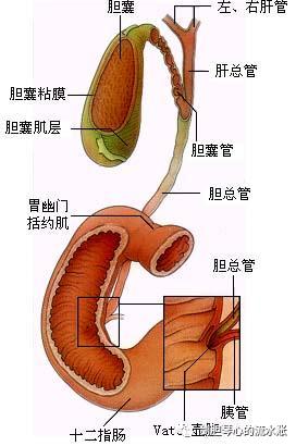 上海市同济医院 根据增生的位置不同,可以把胆囊腺肌症分为弥漫型,节