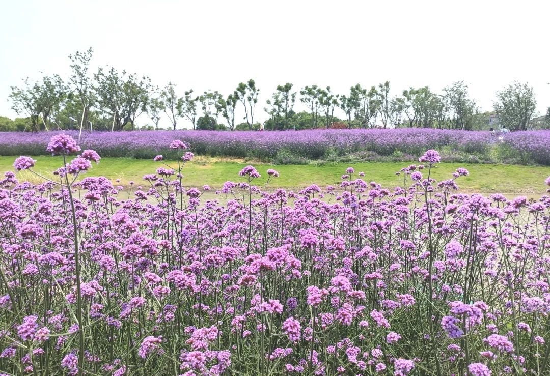 夏日探花丨柳叶马鞭草盛开来申城的这些地方感受紫色浪漫