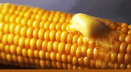 松江产水果玉米美味难挡