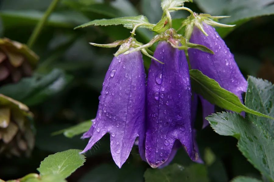 花信雨季能看的植物风铃草鼠尾草落新妇玉簪百合