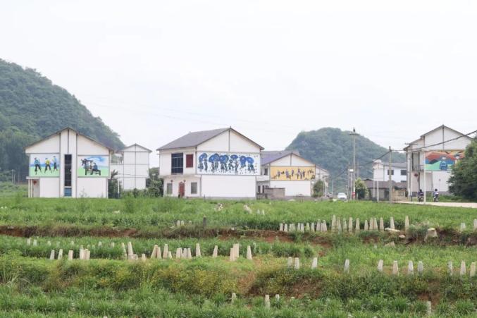 【乡村振兴·宜居乡村】普定后寨村:昔日垃圾污水遍地