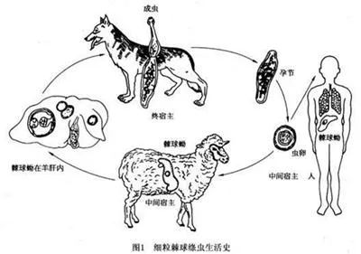 【科普】包虫病防治知识系列(一)