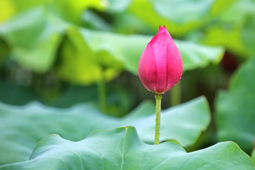 6月14日,长兴县李家巷石泉村荷花盛开,阵雨过后空气清新,荷花亭亭玉立