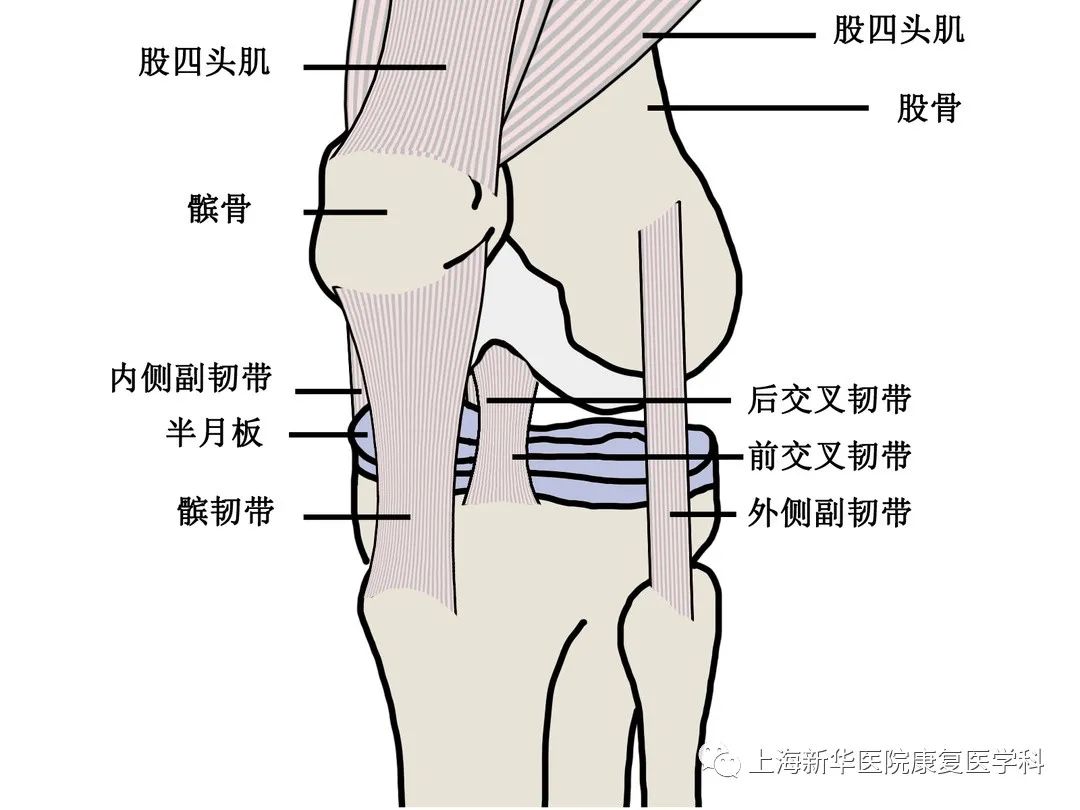 位于膝关节内的交叉韧带(又称十字韧带)连接了大腿骨(股骨)和小腿骨