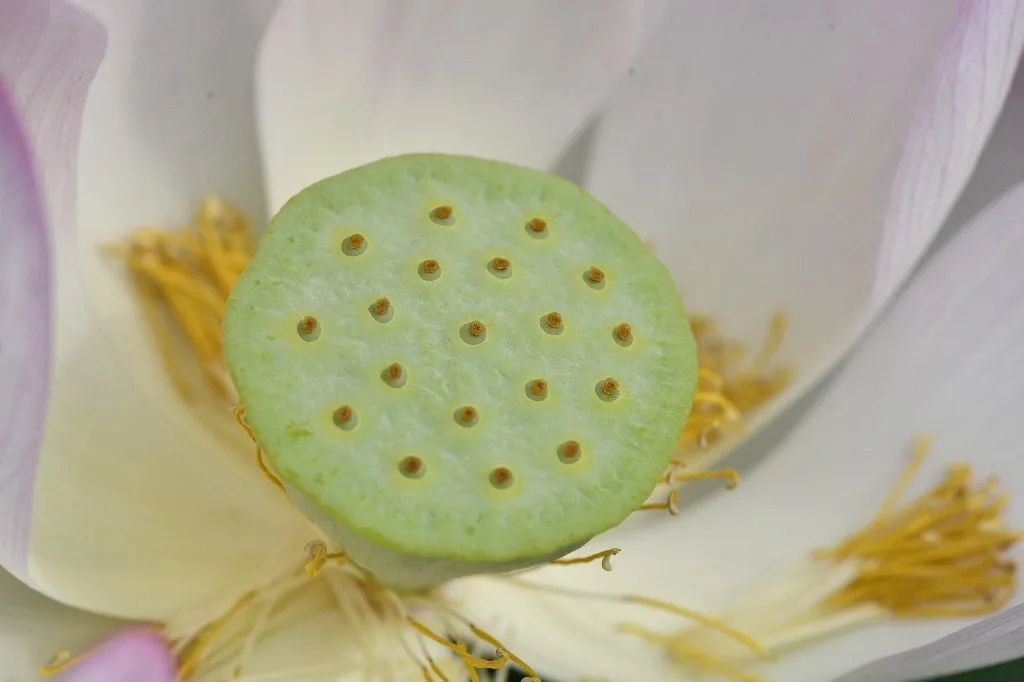 田田初出水,菡萏念娇蕊.荷花正闹莲蓬嫩月下松醪且满斟.