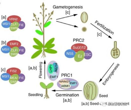 科学普及植物再生过程中的器官从头再生