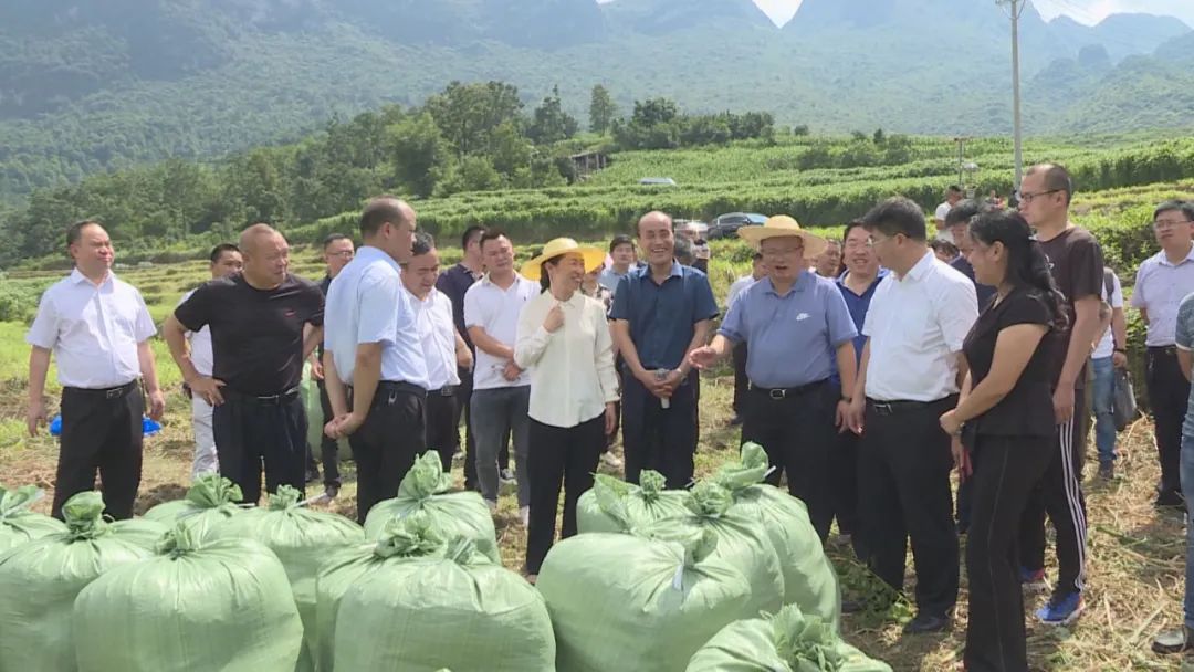 澎湃号>关岭发布>6月18日,全市肉牛产业发展推进会观摩组到关岭自治县