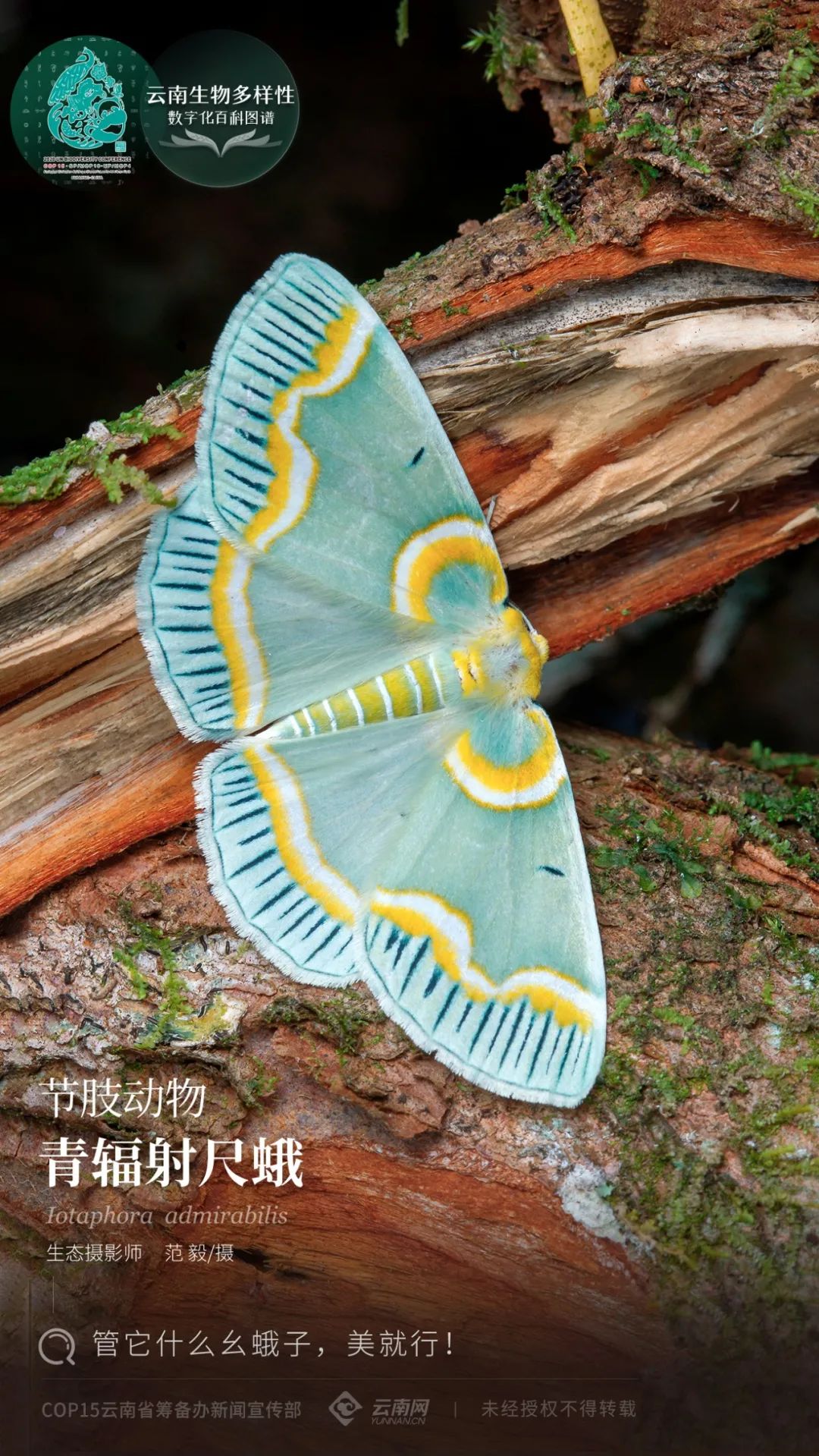 云南生物多样性数字化百科图谱节肢动物青辐射尺蛾管它什么幺蛾子美就