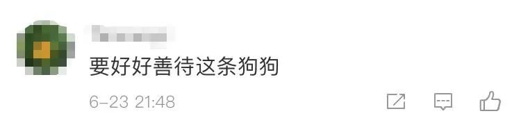 在蓝叔朋友圈刷屏这几天一只白色狗狗狗狗被称为"人类最忠实的朋友"