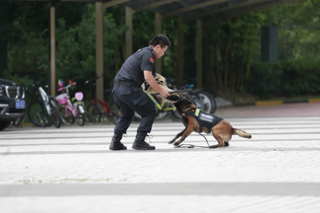 【"6 · 26"国际禁毒日】缉毒犬大秀绝活 毒品模型现场展示 这场禁毒