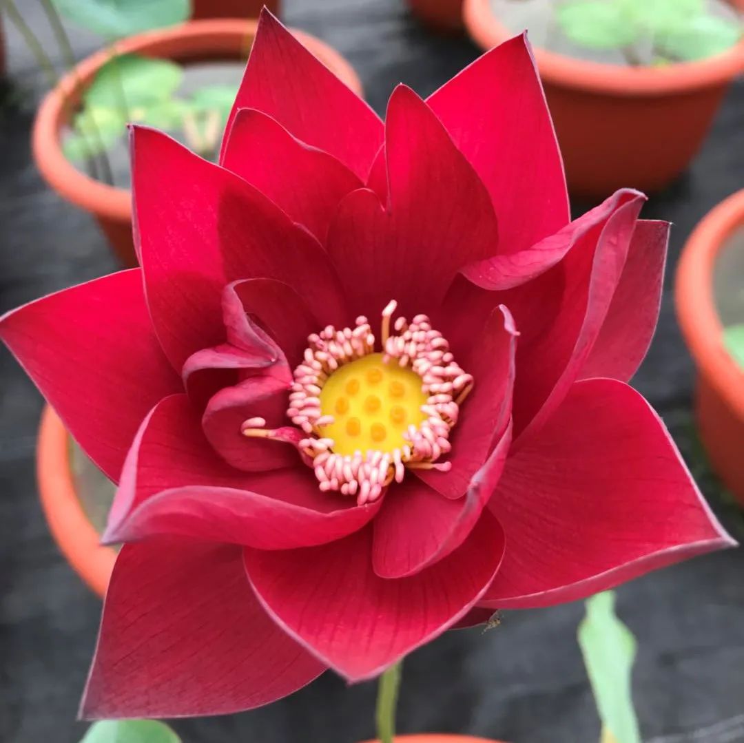上海荷花睡莲展 | 红色荷花品种预计下周进入最佳观赏