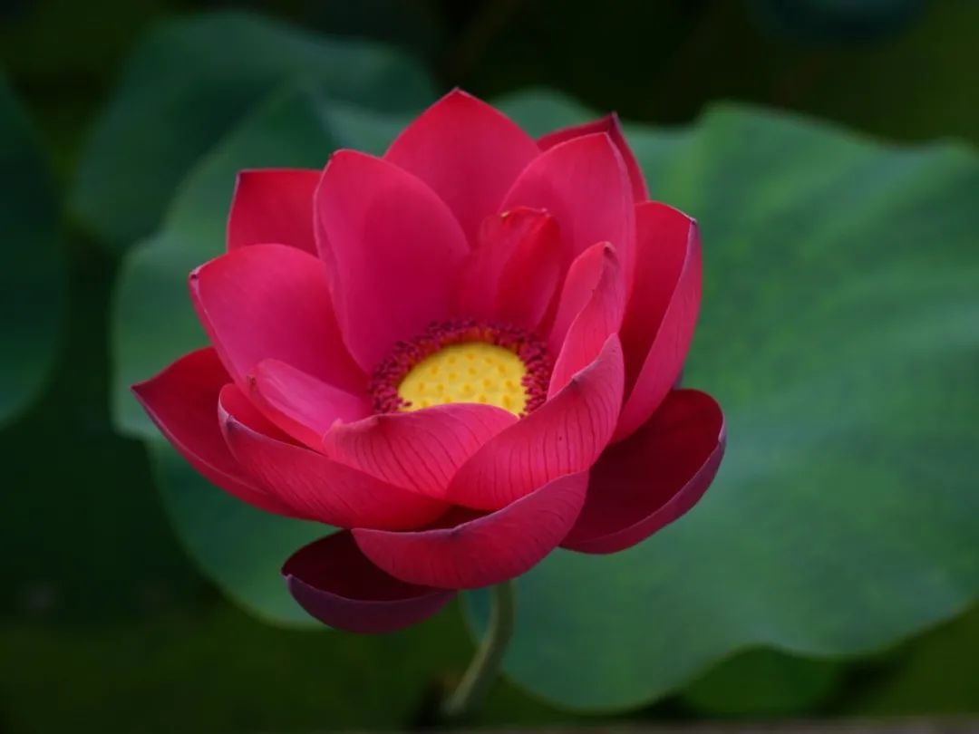 上海荷花睡莲展红色荷花品种预计下周进入最佳观赏期