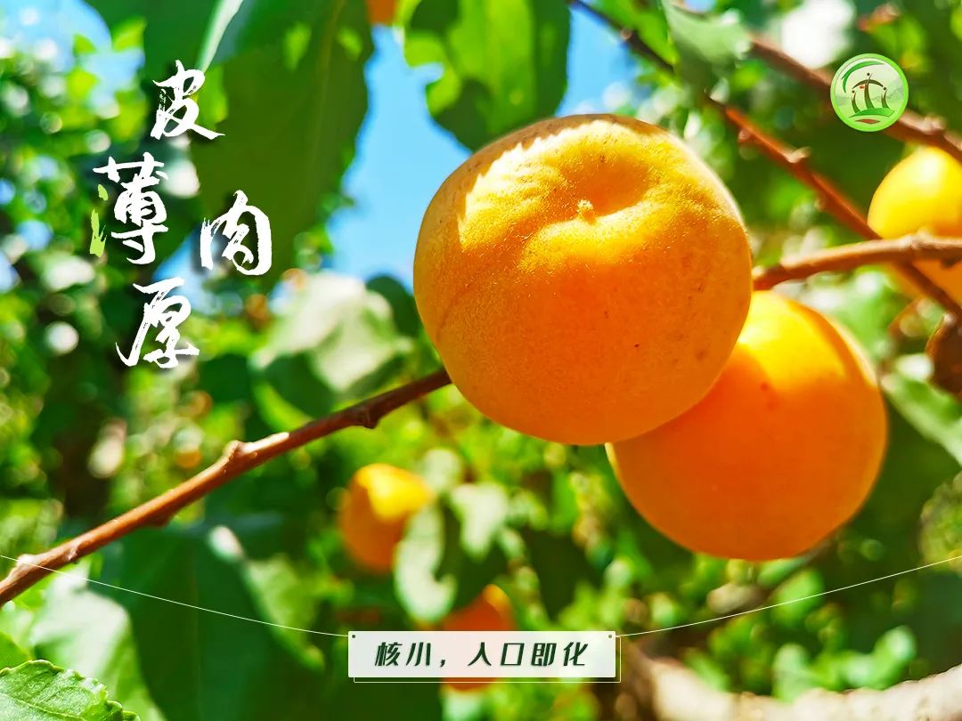 "杏"好有你!北寨红杏明起在经开区甜蜜开售