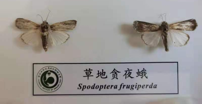 拉丁名叫spodoptera frugiperda,隶属鳞翅目(lepidoptera,夜蛾科