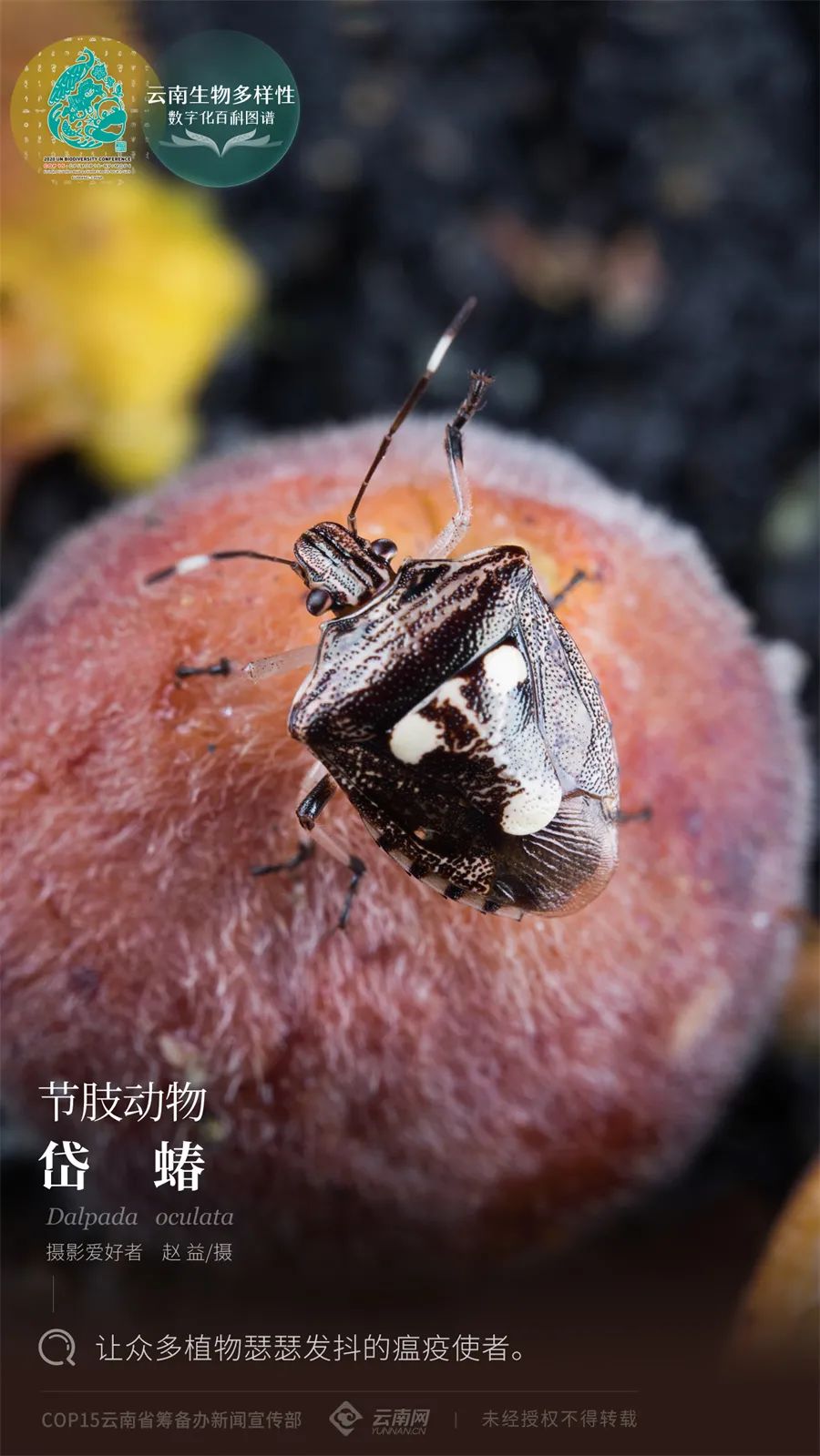 【云南生物多样性数字化百科图谱】节肢动物·岱蝽:让