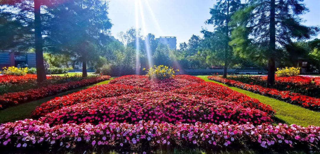 上海植物园夏季花展丨锦绣圆梦庆百年