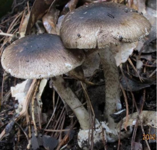 该菌与老百姓俗称的茅草菌,芝麻菌,伞把菇等蘑菇外观非常相似,从外观