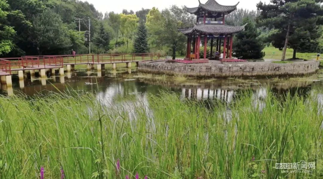 雨阳公园 荷花待开,绿意沁脾