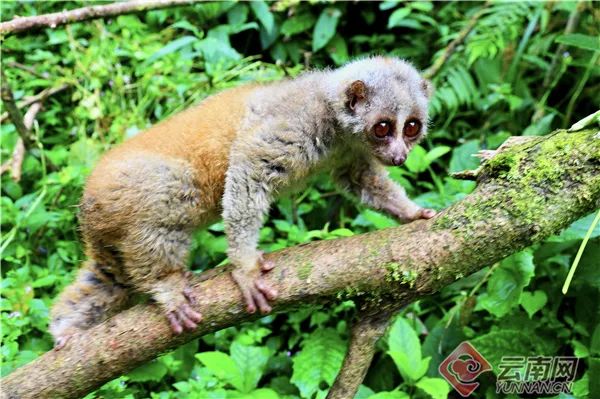 国家一级重点保护野生动物蜂猴现身云南龙陵县