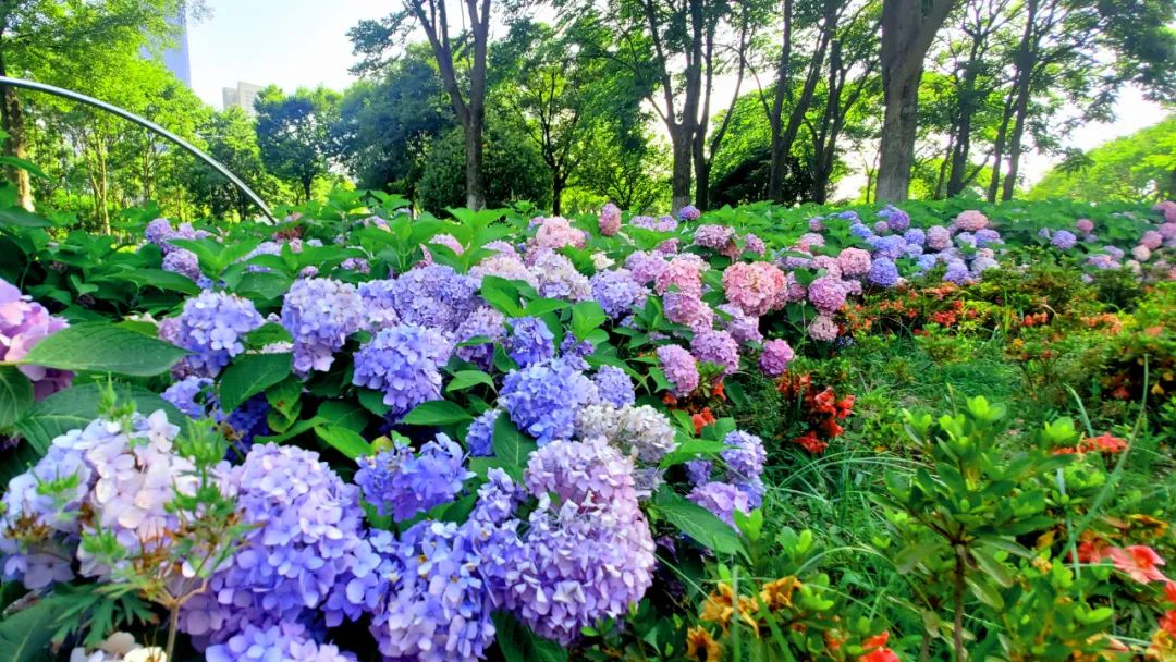 花色夜阑风吹雨绣球入梦来夏已至趁着这浅浅夏梦和绣球来个完美拥抱吧