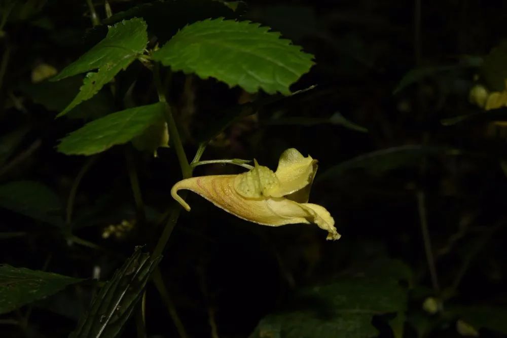 植物园与湖南师范大学生命科学学院合作,命名了在贵州梵净山发现的泡