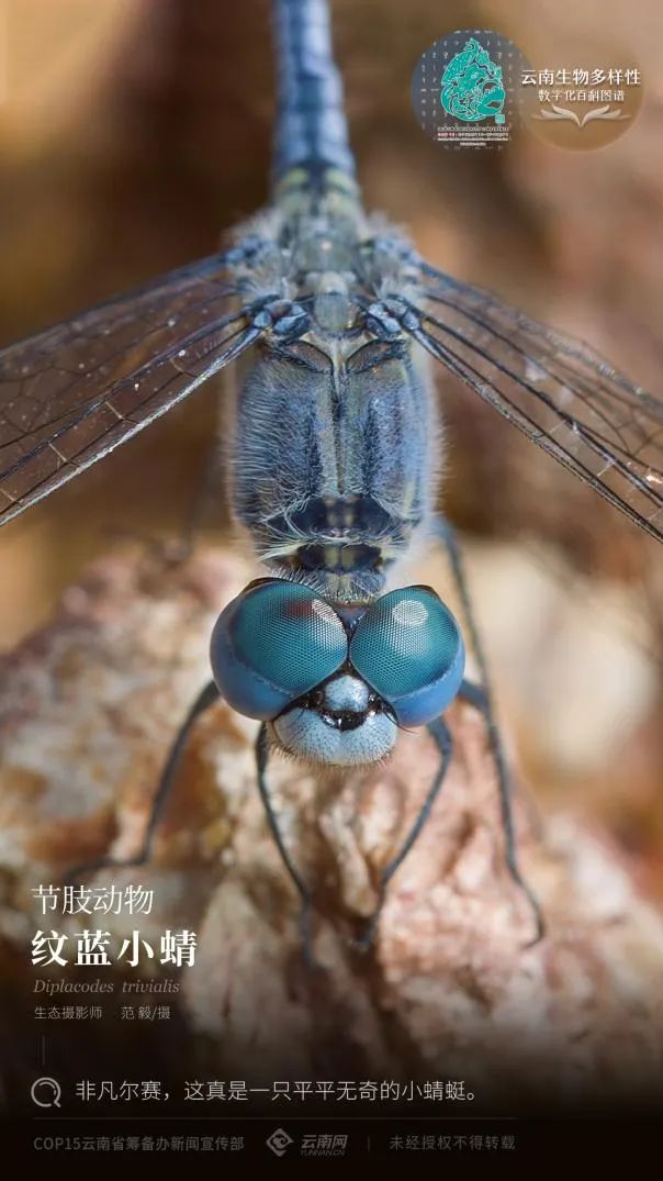 【云南生物多样性数字化百科图谱】节肢动物纹蓝小蜻:非凡尔赛,这真是
