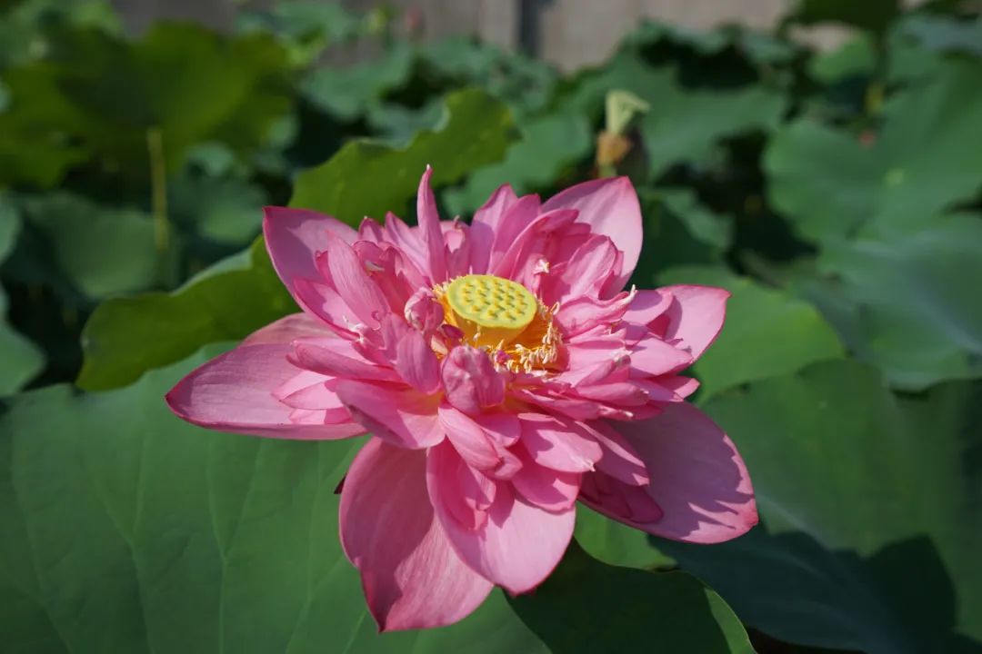 夏日探花 丨 杨浦公园里的这些荷花品种傻傻分不清